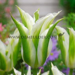 Tulipa Greenstar 12/+ (x250)