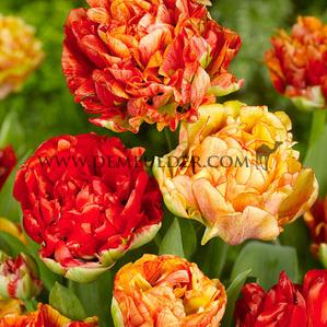 Tulipa Gudoshnik Double 12/+ (x250)