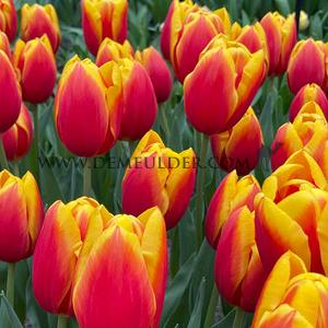 Tulipa Hennie Vander Most 12/+ (x250)