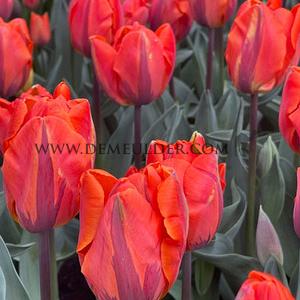 Tulipa Hermitage 12/+ (x250)
