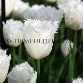 Tulipa Honeymoon 12/+ (x250)