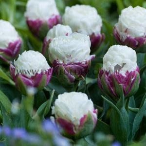 Tulipa Ice Cream 11/12 (x 250)