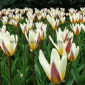 Tulipa Ice Stick 12/+ (x250)
