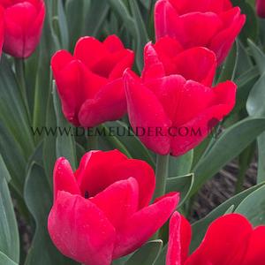 Tulipa Ile De France 12/+ (x250)