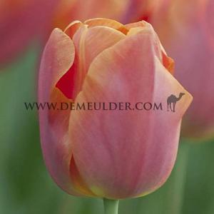 Tulipa Jimmy 12/+ (x250)