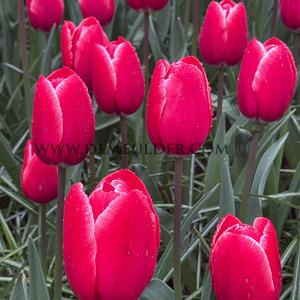 Tulipa Kung Fu 12/+ (x250)