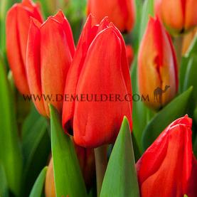 Tulipa Lalibela 12/+ (x250)