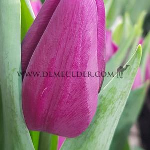 Tulipa Laptop 12/+ (x250)