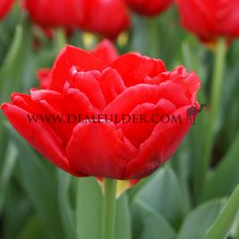 Tulipa Largo 12/+ (x250)