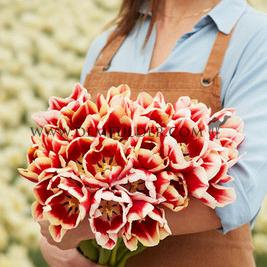 Tulipa Leen Van Der Mark 12/+ (x250)