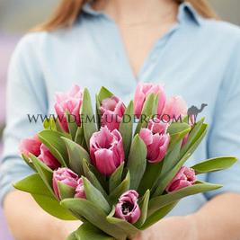 Tulipa Louvre 12/+ (x 250)