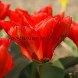 Tulipa Madame Lefeber 12/+ (x250)