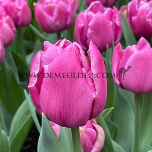 Tulipa Margarita 12/+ (x250)