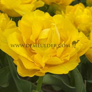 Tulipa Marie Jo 12/+ (x250)