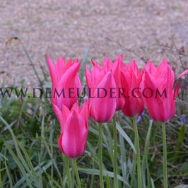 Tulipa Mariette 12/+ (x250)