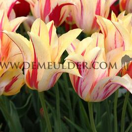 Tulipa Marilyn 12/+ (x250)