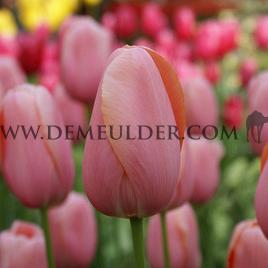 Tulipa Menton 12/+ (x250)