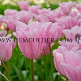 Tulipa Mistress 12/+ (x250)