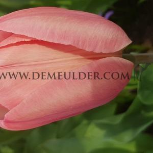 Tulipa Mystic Van Eijk 12/+ (x250)