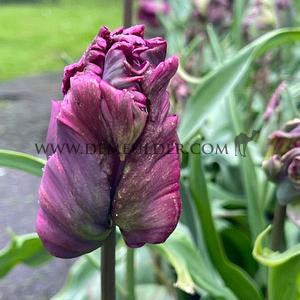 Tulipa Negrita Parrot 12/+ (x250)