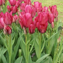 Tulipa Night Club 12/+ (x250)