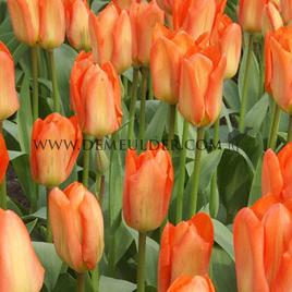 Tulipa Orange Emperor 12/+ (x250)