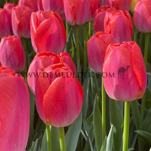 Tulipa Orange Pride 12/+ (x250)