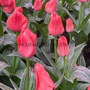 Tulipa Oratorio 12/+ (x250)