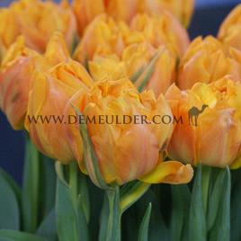 Tulipa Orca 12/+ (x250)