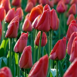 Tulipa Parade 12/+ (x250)