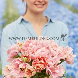 Tulipa Pink Star 12/+ (x 250)