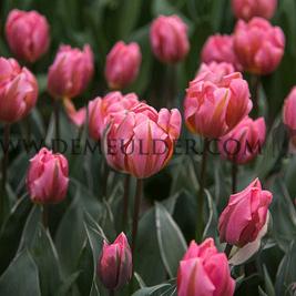 Tulipa Pretty Princess 12/+ (x250)