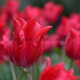 Tulipa Pretty Woman 12/+ (x250)