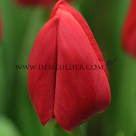 Tulipa Primavista 12/+ (x250)
