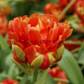 Tulipa Princess Unique 12/+ (x 250)