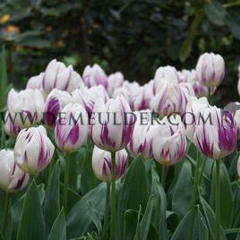 Tulipa Purple Flag 12/+ (x250)