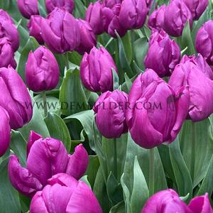 Tulipa Purple Prince 12/+ (x250)