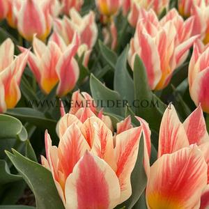 Tulipa Quebec 12/+ (x250)