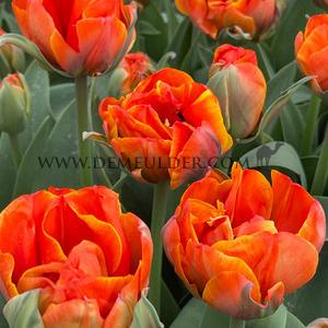 Tulipa Queensday 12/+ (x250)