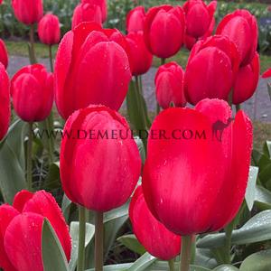Tulipa Red Impression 12/+ (x250)