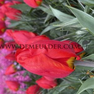 Tulipa Red Paradise 12/+ (x250)