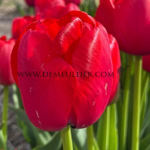 Tulipa Red Pride 12/+ (x250)