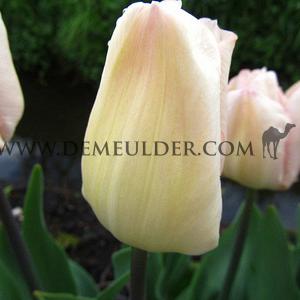 Tulipa Rejoyce 12/+ (x250)