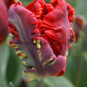Tulipa Rococo 12/+ (x250)