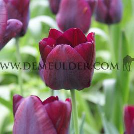 Tulipa Ronaldo 12/+ (x250)