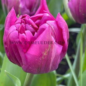 Tulipa Royal Acres 12/+ (x250)