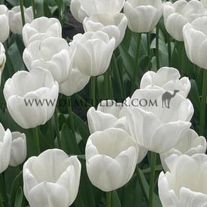 Tulipa Royal Virgin 12/+ (x250)