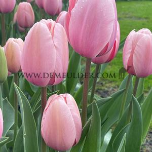 Tulipa Salmon Impression 12/+ (x250)
