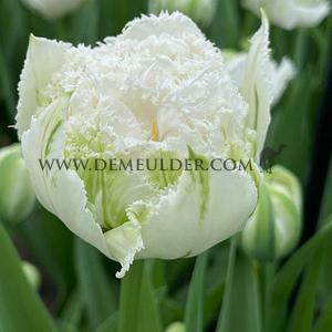Tulipa Snow Crystal 12/+ (x250)