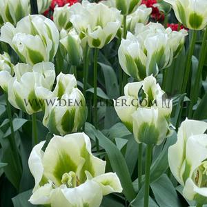 Tulipa Spring Green 12/+ (x250)